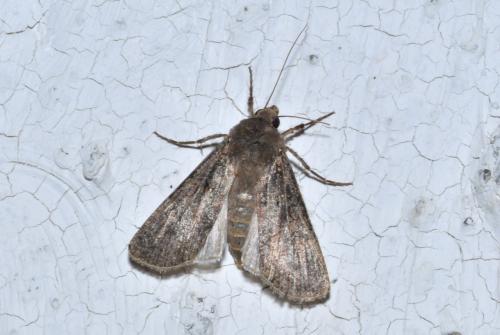 Réf. 210 909 : Agrotis segetum